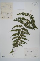 藏品(紫柄蕨)的圖片