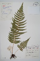 藏品(迷人鱗毛蕨、異蓋鱗毛蕨)的圖片