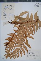 藏品(密羽貫眾蕨)的圖片