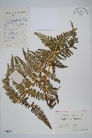 藏品(林下凸軸蕨)的圖片