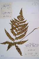 藏品(闊葉短腸蕨)的圖片