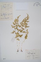 藏品(溪洞碗蕨)的圖片