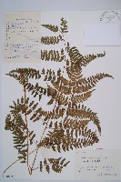 藏品(日本蹄蓋蕨)的圖片