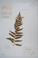 藏品(柔葉凸軸蕨)的圖片