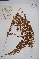 藏品(烏蕨)的圖片