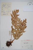 藏品(貫眾蕨)的圖片