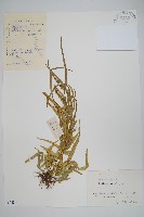 藏品(鳳尾蕨)的圖片