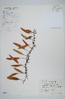 藏品(石葦)的圖片