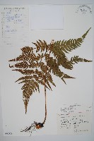 藏品(南海鱗毛蕨)的圖片