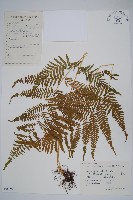 藏品(大金星蕨)的圖片