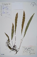 藏品(單葉雙蓋蕨)的圖片