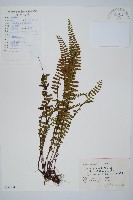 藏品(三翅鐵角蕨)的圖片