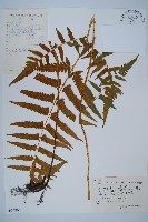 藏品(菜蕨)的圖片