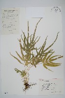 藏品(鳳尾蕨)的圖片