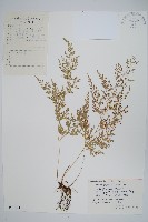 藏品(日本金粉蕨)的圖片