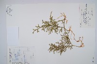 藏品(燈龍草)的圖片