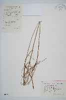 藏品(芼管草)的圖片