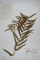 藏品(中華金星蕨)的圖片