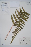 藏品(邊緣鱗蓋蕨)的圖片