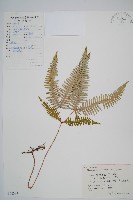 藏品(芒萁)的圖片