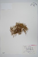 藏品(中華卷柏)的圖片