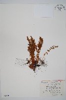 藏品(岩蕨)的圖片