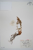 藏品(中岩蕨)的圖片