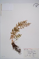 藏品(冷蕨)的圖片