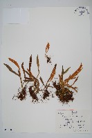 藏品(華北石葦)的圖片