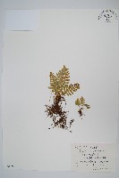 藏品(小水龍骨)的圖片