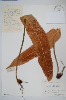 藏品(盧山石葦)的圖片