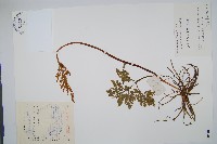 藏品(大陰地蕨、大羽陰地蕨)的圖片