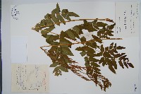 藏品(紫萁)的圖片