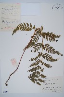 藏品(碗蕨)的圖片