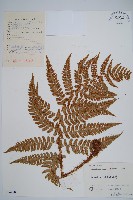 藏品(闊鱗鱗毛蕨)的圖片