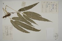 藏品(日本鳳丫蕨)的圖片