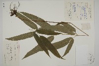 藏品(日本鳳丫蕨)的圖片