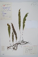 藏品(單葉雙蓋蕨)的圖片