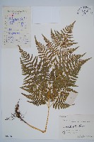 藏品(蕨)的圖片