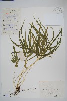 藏品(鳳尾蕨)的圖片