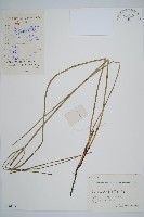 藏品(芼管草)的圖片