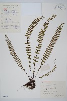 藏品(三翅鐵角蕨)的圖片