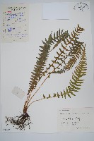 藏品(翅軸假金星蕨、短柄卵果蕨)的圖片