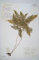 藏品(芒萁)的圖片