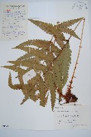 藏品(日本狗脊蕨)的圖片