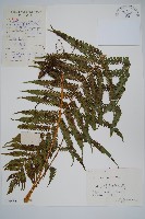 藏品(景烈假毛蕨)的圖片