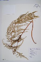 藏品(烏蕨)的圖片