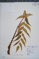 藏品(披針貫眾蕨)的圖片