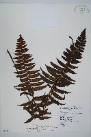 藏品(樸氏雙蓋蕨、毛柄蹄蓋蕨)的圖片