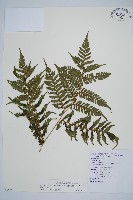 藏品(蘭嶼筆筒樹、蘭嶼桫欏)的圖片